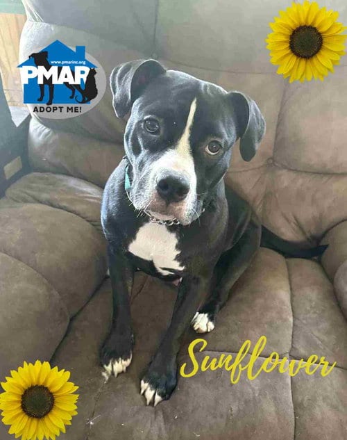 Photo of Sunflower, adoptable Pit Bull Terrier in Binghamton, New York