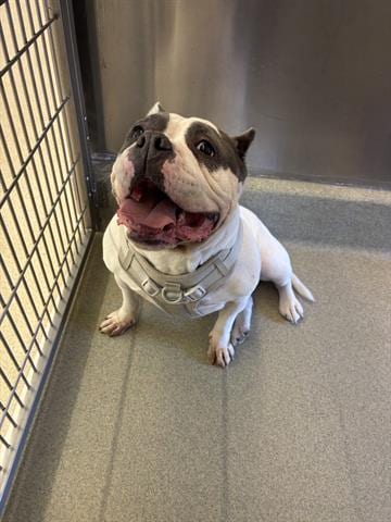 Photo of Cony, adoptable American Bulldog in San Martin, California
