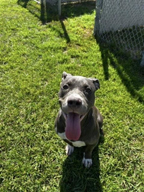 Photo of A524273, adoptable Pit Bull Terrier in Wilmington, North Carolina