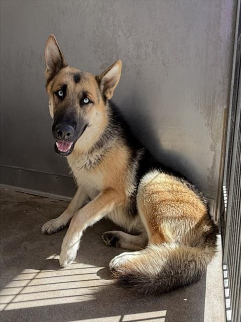 Photo of Joshua, adoptable German Shepherd Dog in San Bernardino, California