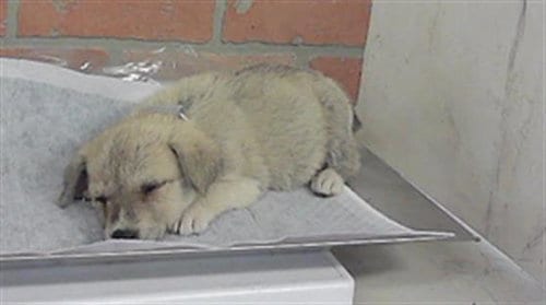 Photo of A2101526, adoptable Great Pyrenees in Houston, Texas