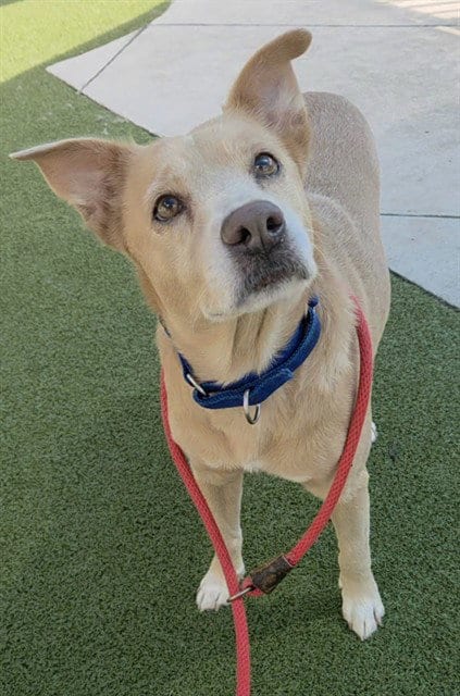 Photo of Grace, adoptable Labrador Retriever in Fort Lauderdale, Florida