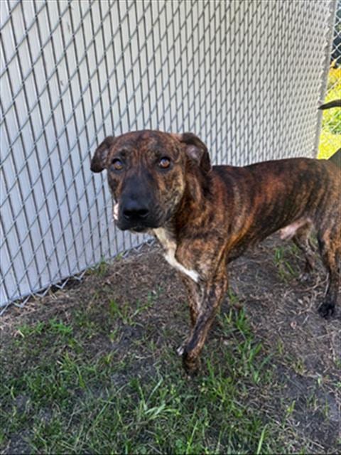 Photo of A524162, adoptable Pit Bull Terrier in Wilmington, North Carolina