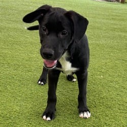 Photo of Betty 1348, adoptable Mixed Breed (Medium) in Loxahatchee, Florida
