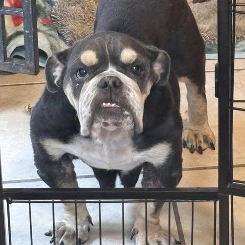 Photo of Nana, adoptable English Bulldog in Hayward, California