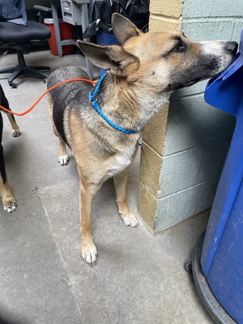Photo of Xena, adoptable German Shepherd Dog in Stockton, California