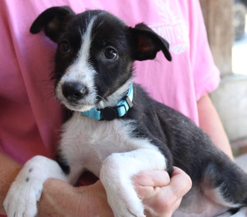 Photo of Donny 44365, adoptable Terrier in Prattville, Alabama