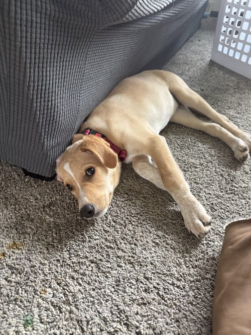 Photo of Reuben, adoptable Labrador Retriever in Brooklyn Center, Minnesota