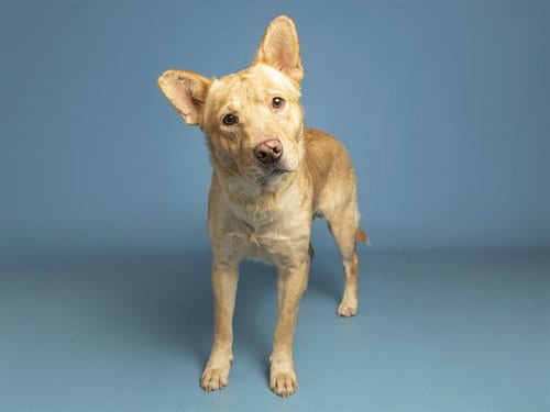 Photo of Tanner, adoptable Carolina Dog in Phoenix, Arizona