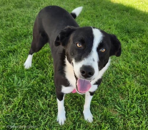 Photo of Bea, adoptable Border Collie in Albuquerque, New Mexico