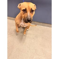 Photo of Danny, adoptable Terrier (Unknown Type, Medium) in Doral, Florida