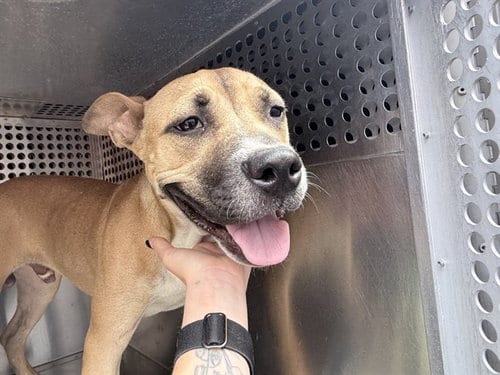 Photo of Squiggles, adoptable American Pit Bull Terrier in Phoenix, Arizona