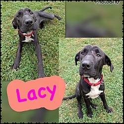 Photo of Lacy, adoptable Labrador Retriever Mixed Breed (Medium) in Blountville, Tennessee