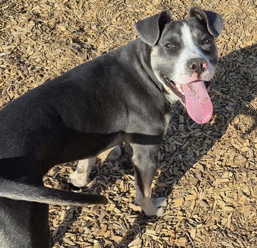 Photo of Stone, adoptable American Pit Bull Terrier in Albuquerque, New Mexico