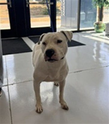 Photo of Havoc, adoptable Staffordshire Bull Terrier in Temple, Texas