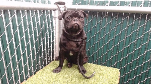 Photo of Curly, adoptable Pug in Downey, California