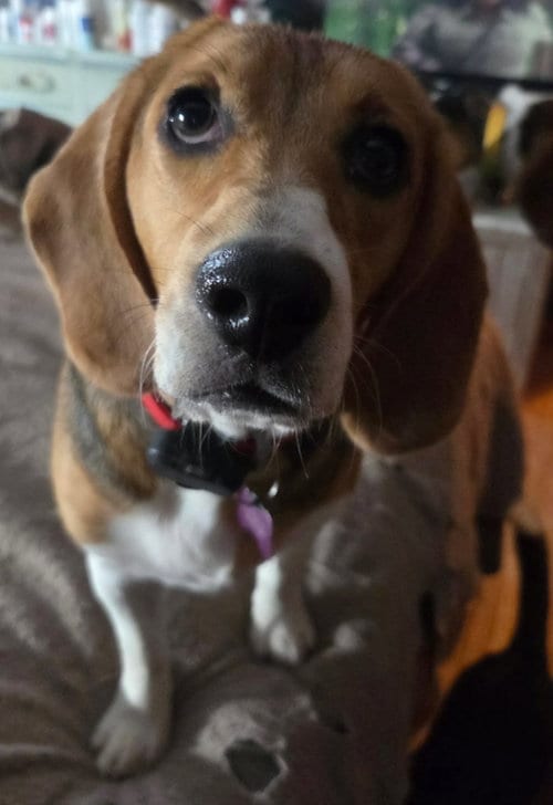 Photo of Louisa, adoptable Beagle in Crystal, Minnesota