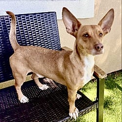 Photo of Jude, adoptable Dachshund Chihuahua in Oakland, California