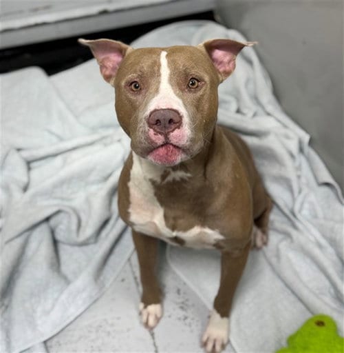 Photo of Carp, adoptable American Pit Bull Terrier in Conroe, Texas