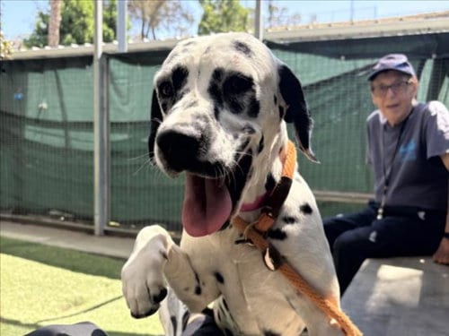 Photo of Lynn, adoptable Dalmatian in San Pedro, California