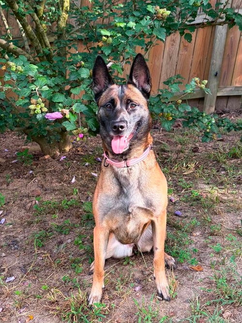 Photo of Volt - Located in Georgia, adoptable Belgian Shepherd Malinois in Imlay City, Michigan