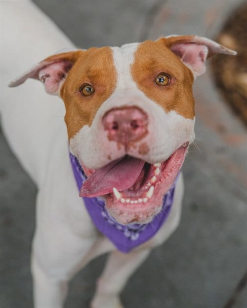 Photo of Luna, adoptable American Staffordshire Terrier in Miami, Florida