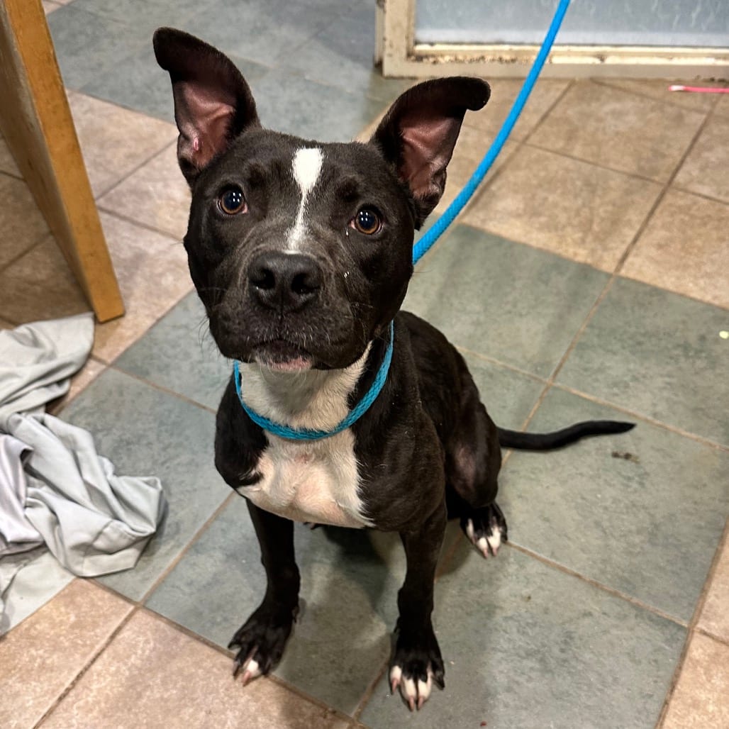 Photo of Parker, adoptable Mixed Breed (Medium) in Chattanooga, Tennessee