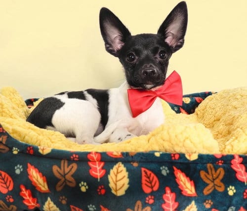 Photo of Jersey, adoptable Chihuahua in Phoenix, Arizona