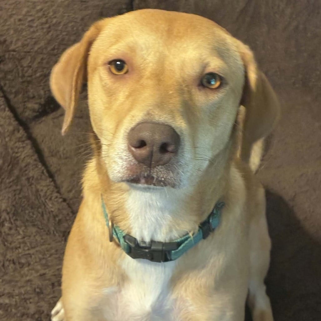 Photo of Sandy, adoptable Retriever, Labrador / Mix in Oklahoma-based; Northeast placements, Oklahoma
