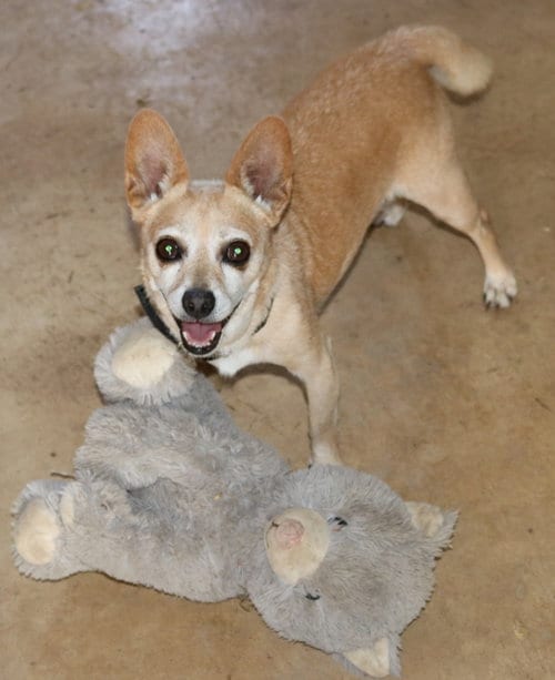 Photo of Butter, adoptable Chihuahua in Bandera, Texas