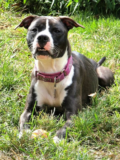 Photo of Comet (fka Godiva), adoptable Pit Bull Terrier in Rockville, Maryland