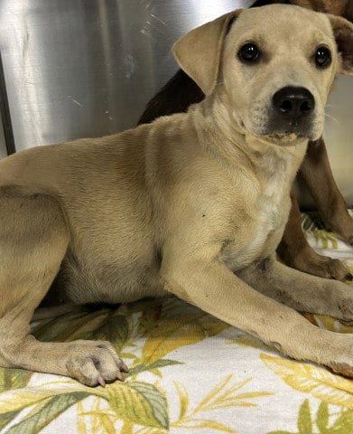 Photo of Lana, adoptable Chihuahua in Bakersfield, California