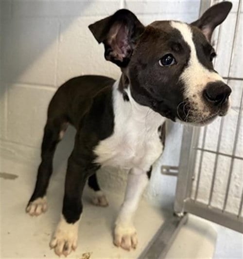 Photo of Bandit, adoptable Pit Bull Terrier in Sacramento, California