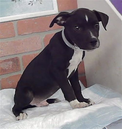 Photo of Luke, adoptable Staffordshire Bull Terrier in Houston, Texas