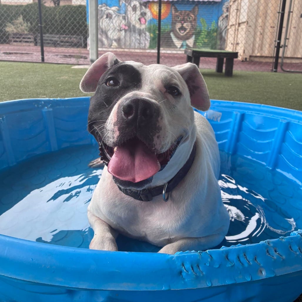 Photo of Ziggy, adoptable Terrier, Pit Bull / Mixed Breed (Large) in Riverside, California
