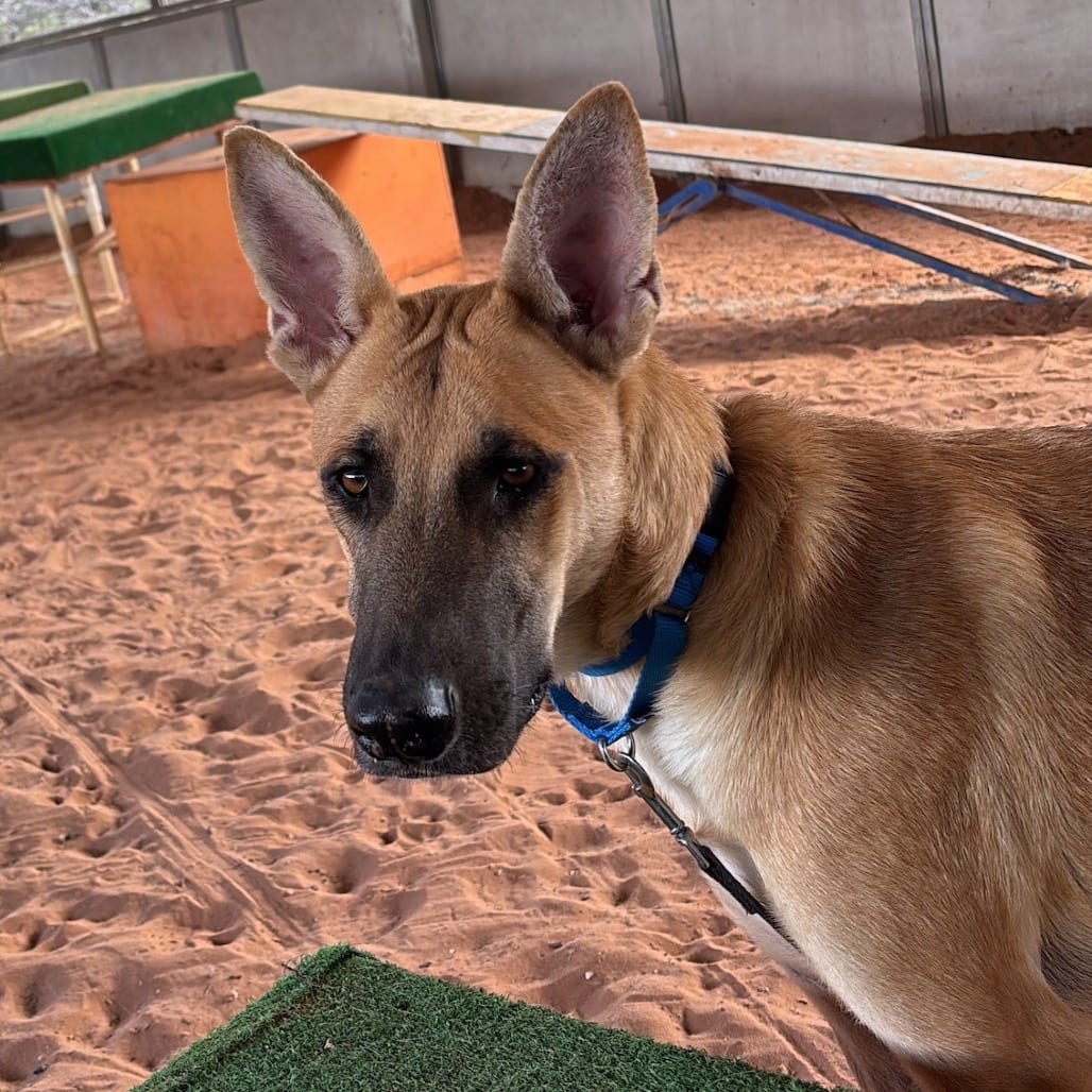 Photo of Geoff, adoptable Shepherd, German / Mix in Kanab, Utah