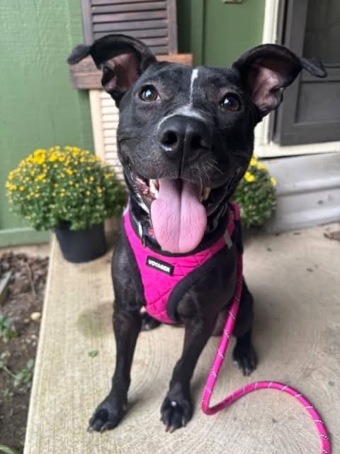 Photo of Graceland, adoptable American Pit Bull Terrier in Germantown, Ohio