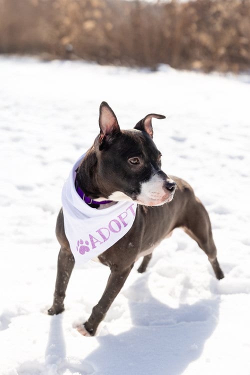 Photo of Lucy, adoptable Pit Bull Terrier in Crete, Illinois