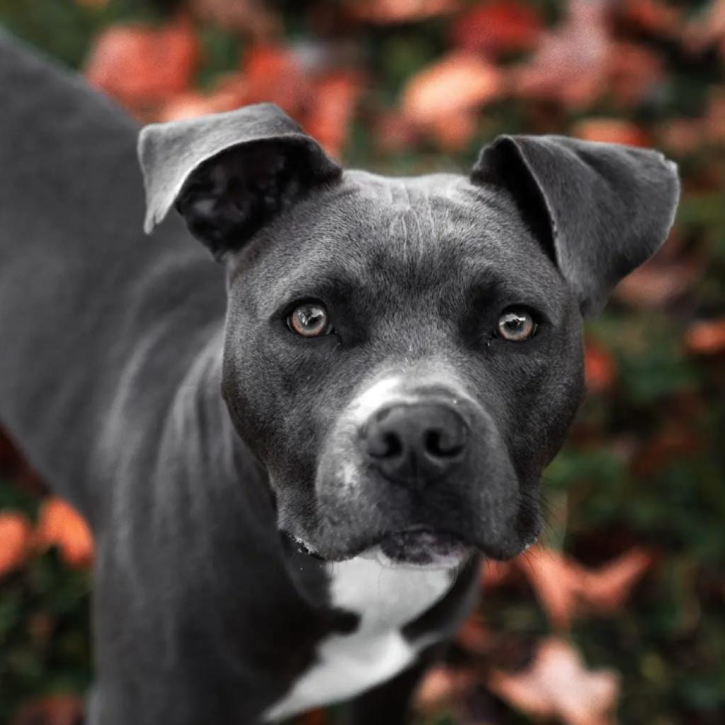 Photo of Little Boy Blue, adoptable Mixed Breed (Medium) in St. Louis, Missouri
