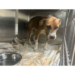 Photo of Ariel, adoptable American Pit Bull Terrier in Baton Rouge, Louisiana