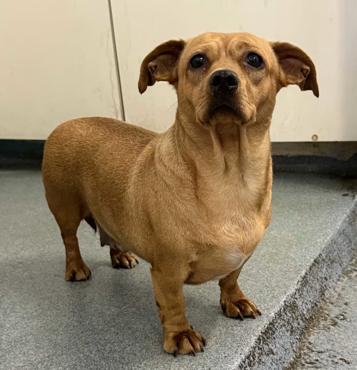 Photo of Maple, adoptable Chiweenie Hound (Unknown Type) in Wolcott, Connecticut