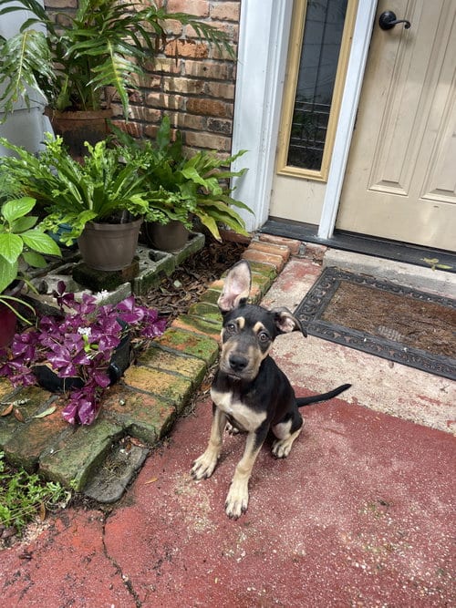 Photo of Regan, adoptable Great Dane in Mobile, Alabama