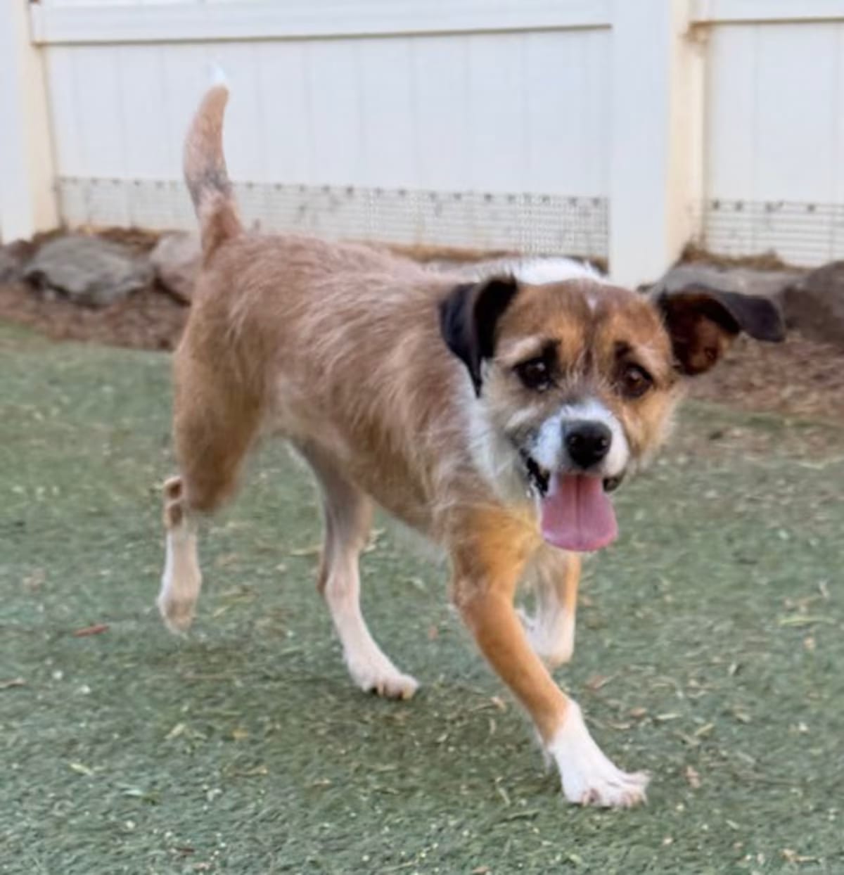 Photo of Lotus, adoptable Terrier (Unknown Type, Medium) in Agua Dulce, California
