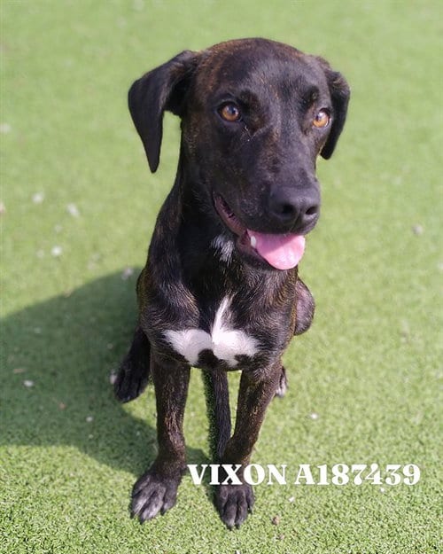 Photo of Vixon, adoptable American Pit Bull Terrier in Pasadena, Texas