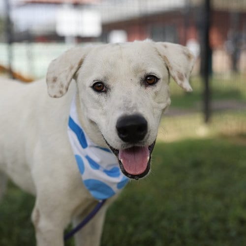 Photo of Tiago, adoptable Labrador Retriever in San Antonio, Texas