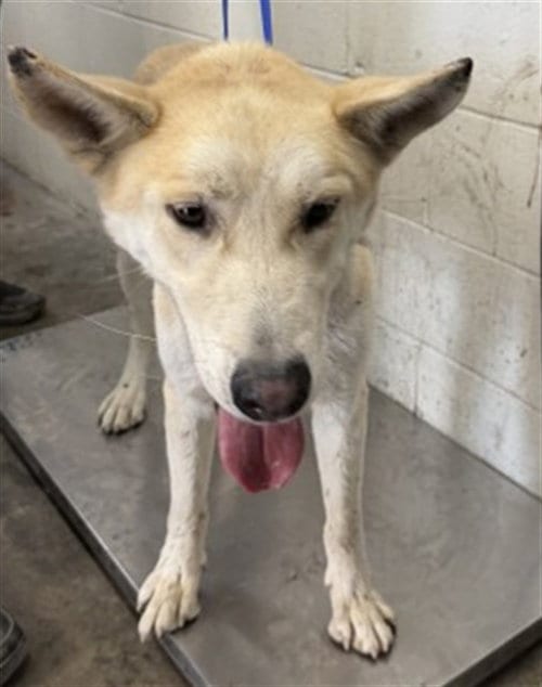 Photo of Gus, adoptable German Shepherd Dog in San Bernardino, California