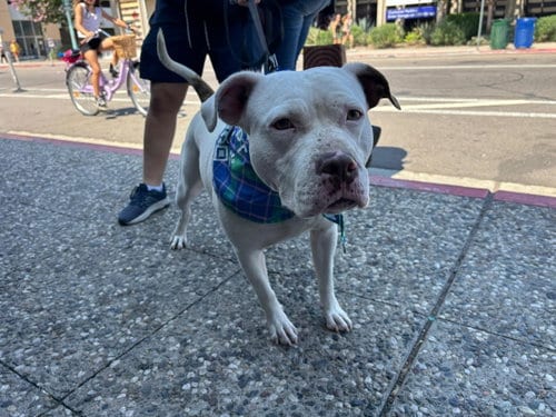 Photo of Danni, adoptable Pit Bull Terrier in Chula Vista, California