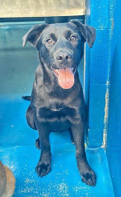Photo of Molly, adoptable Labrador Retriever in Bakersfield, California