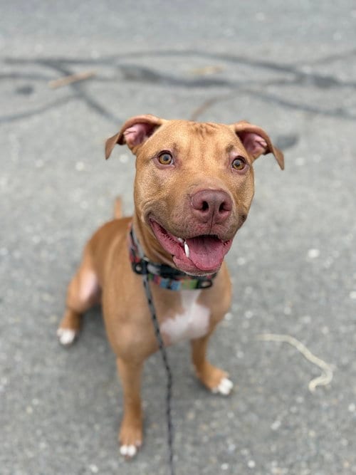 Photo of AC - Whiskey aka Snuggles, adoptable American Pit Bull Terrier in Brewster, New York