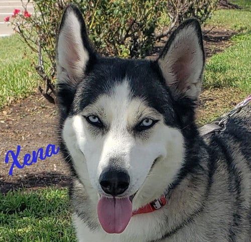 Photo of Xena #blue-eyed-beauty, adoptable Siberian Husky in HOUSTON, Texas